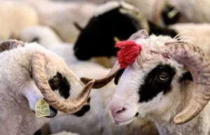 Bakan Yumaklı: Satılamayan kurbanlıkları Et ve Süt Kurumu satın alacak.