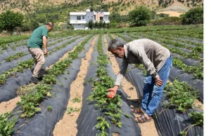 Batman Sason‘da çilek bereketi…