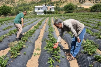 Batman Sason‘da çilek bereketi…