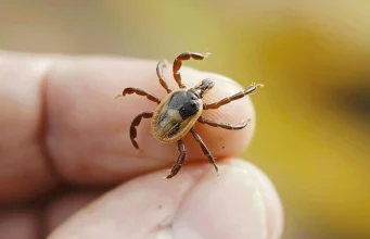 Kurban Bayramı öncesi KKKA uyarısı: Kenelere ve temasa dikkat!