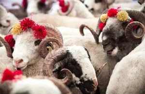 Türkiye Kurban Bayramı’na hazırlanıyor: Bayram telaşı başladı.