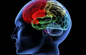 Bilim dünyasında ezber bozan bulgu: Beyin, sadece şekeri değil yağı da enerjiye çeviriyor.