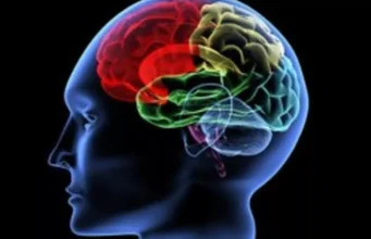 Bilim dünyasında ezber bozan bulgu: Beyin, sadece şekeri değil yağı da enerjiye çeviriyor.