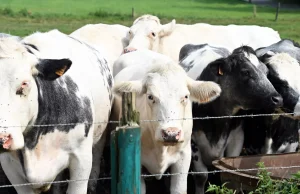 Şap hastalığı nedeniyle hayvan pazarları kapatıldı: Et fiyatları yükselir mi?