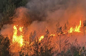İzmir’de alevlerle mücadele devam ediyor: Buca, Ödemiş ve Çeşme’deki orman yangınında son durum