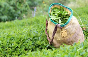 Türk çayı 6 ayda 104 ülkeye ulaştı!