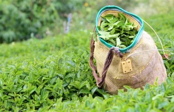 Türk çayı 6 ayda 104 ülkeye ulaştı!