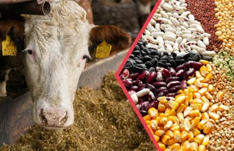 344 milyonluk tarımsal destek hesaplara yatırıldı