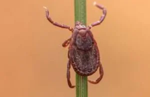 İstanbul’da görülen “Rhipicephalus” türü keneler tehlike oluşturmuyor…