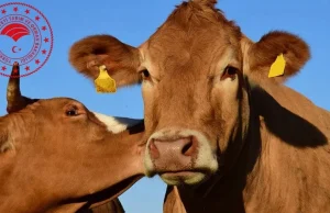 Bakanlıktan yapay et ve hayvan pazarı açıklaması: İddialar gerçeği yansıtmıyor