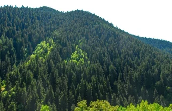 Türkiye’nin orman varlığı son 50 yılda 3,2 milyon hektar arttı