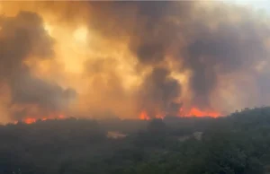 Bursa’nın Yenişehir ilçesinde orman yangını