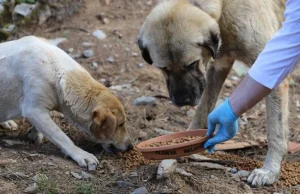 İzmir’de hayvan katliamı: 10 köpek ve 5 kedi zehirlenerek öldürüldü