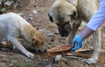 İzmir’de hayvan katliamı: 10 köpek ve 5 kedi zehirlenerek öldürüldü