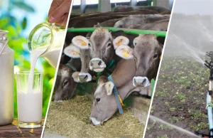 Tarımsal Destekleme Ödemeleri Hesaplara Yatmaya Başladı