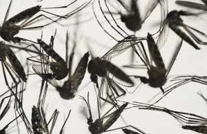 Sivrisinek kaynaklı virüs yeniden ortaya çıktı: 6 yıl sonra ilk ‘Chikungunya’ vakası tespit edildi