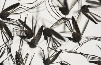 Sivrisinek kaynaklı virüs yeniden ortaya çıktı: 6 yıl sonra ilk ‘Chikungunya’ vakası tespit edildi