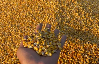 TİGEM, 1400 ton dane mısırı açık artırmayla satışa sunuyor