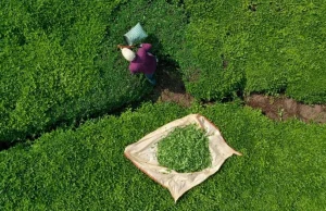 Türk çayı dünyayı ısıttı: 9 ayda 22 milyon dolar ihracat geliri