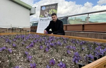 ÜLKÜ OCAKLARI GENEL MERKEZİ’NİN TERASINDA SAFRAN HASADI