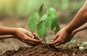 11 Kasım’da Türkiye’den fidan ve katılım rekoru