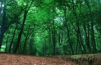 Orman Genel Müdürlüğü 496 sözleşmeli personel için başvuru sürecini başlattı